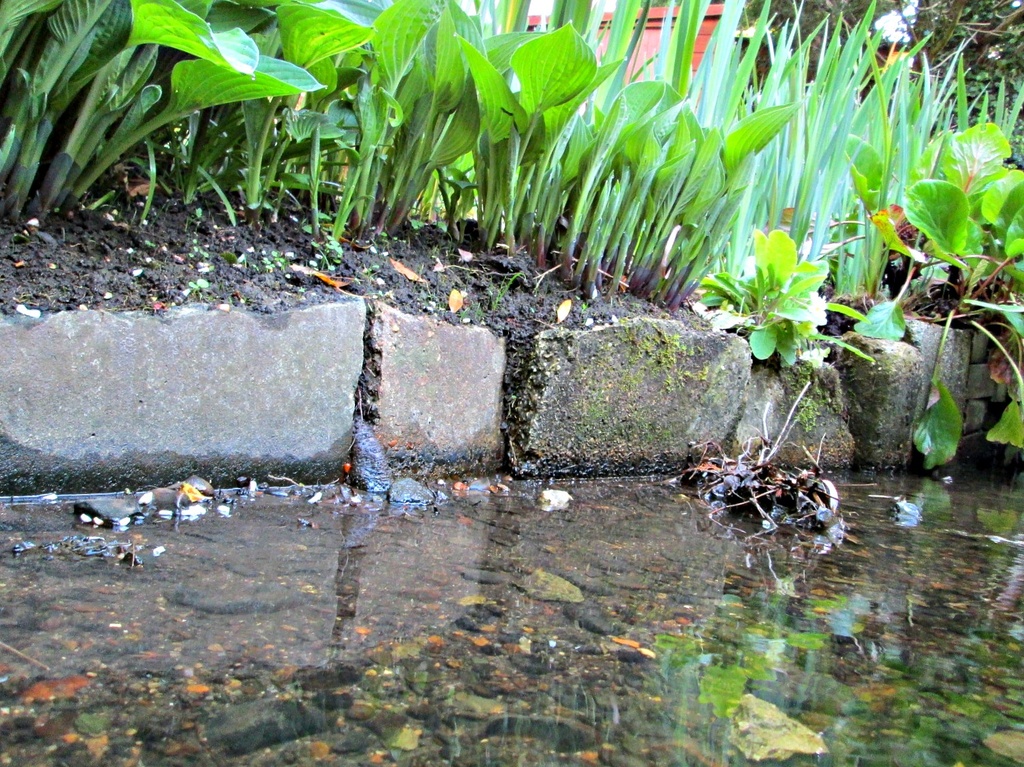 in our garden: hostas by the stream by quietpurplehaze