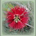 Callistemon 'Little John' by kiwiflora