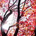 Autumn by abhijit