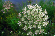 16th May 2013 - Wild Carrot