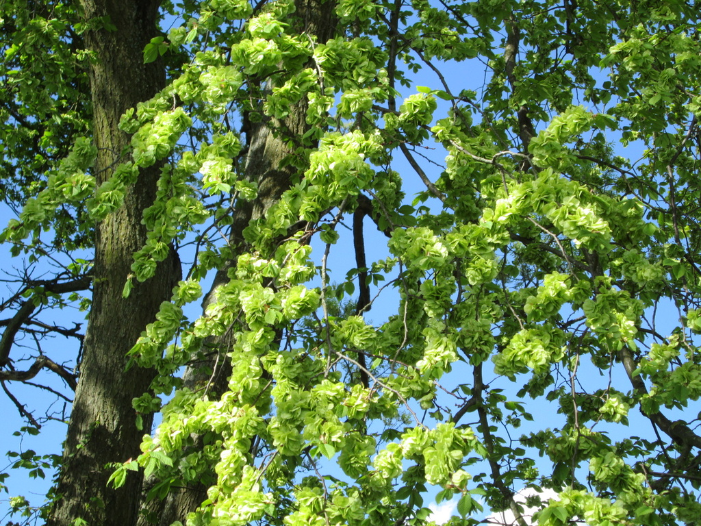 elm tree blossom by quietpurplehaze