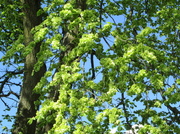 16th May 2013 - elm tree blossom