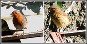 16th May 2013 - Mummy robin and baby robin 