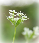 16th May 2013 - Baby cow parsley.