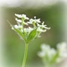 Baby cow parsley. by happypat
