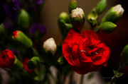 16th May 2013 - Carnations