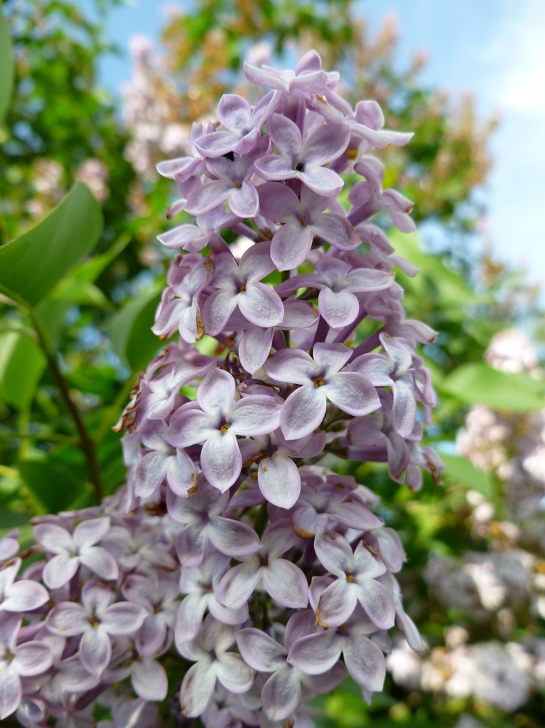 Lilac by gabis