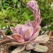 Unique Succulent by lynne5477