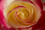 16th May 2013 - Roses 