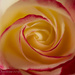 Roses  by cdonohoue