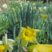 Joyous Daffodils by tanda