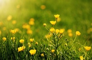 16th May 2013 - Bright buttercups