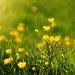 Bright buttercups by judithg