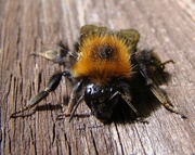 16th May 2013 - Fluffy Bee