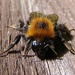 Fluffy Bee by bulldog