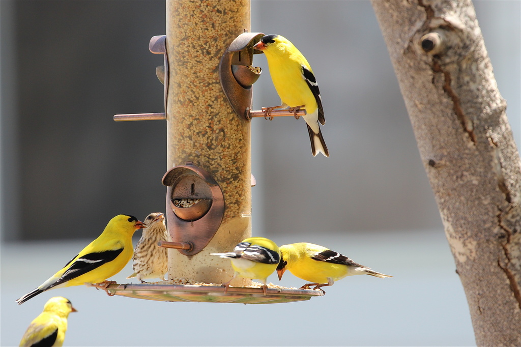 Goldfinches by aecasey