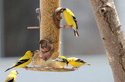 16th May 2013 - Goldfinches
