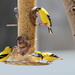 Goldfinches by aecasey