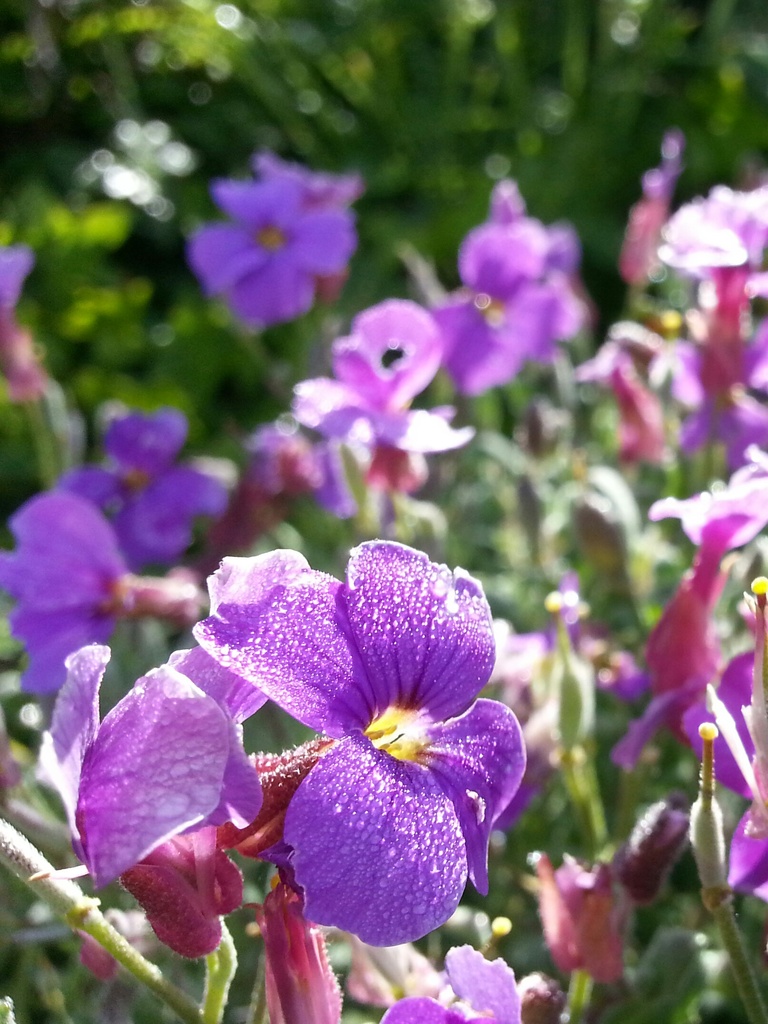 Spring Flowers by philr