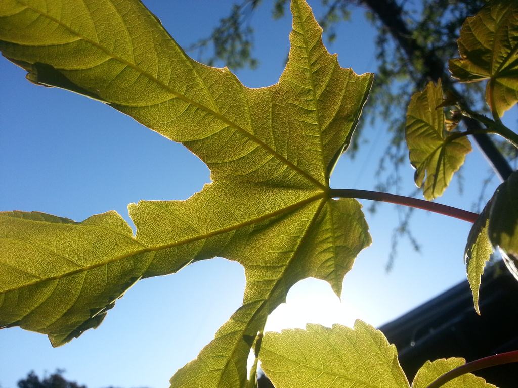 Turning Over An Old Leaf by philr