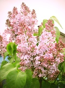14th May 2013 - lilac flowers