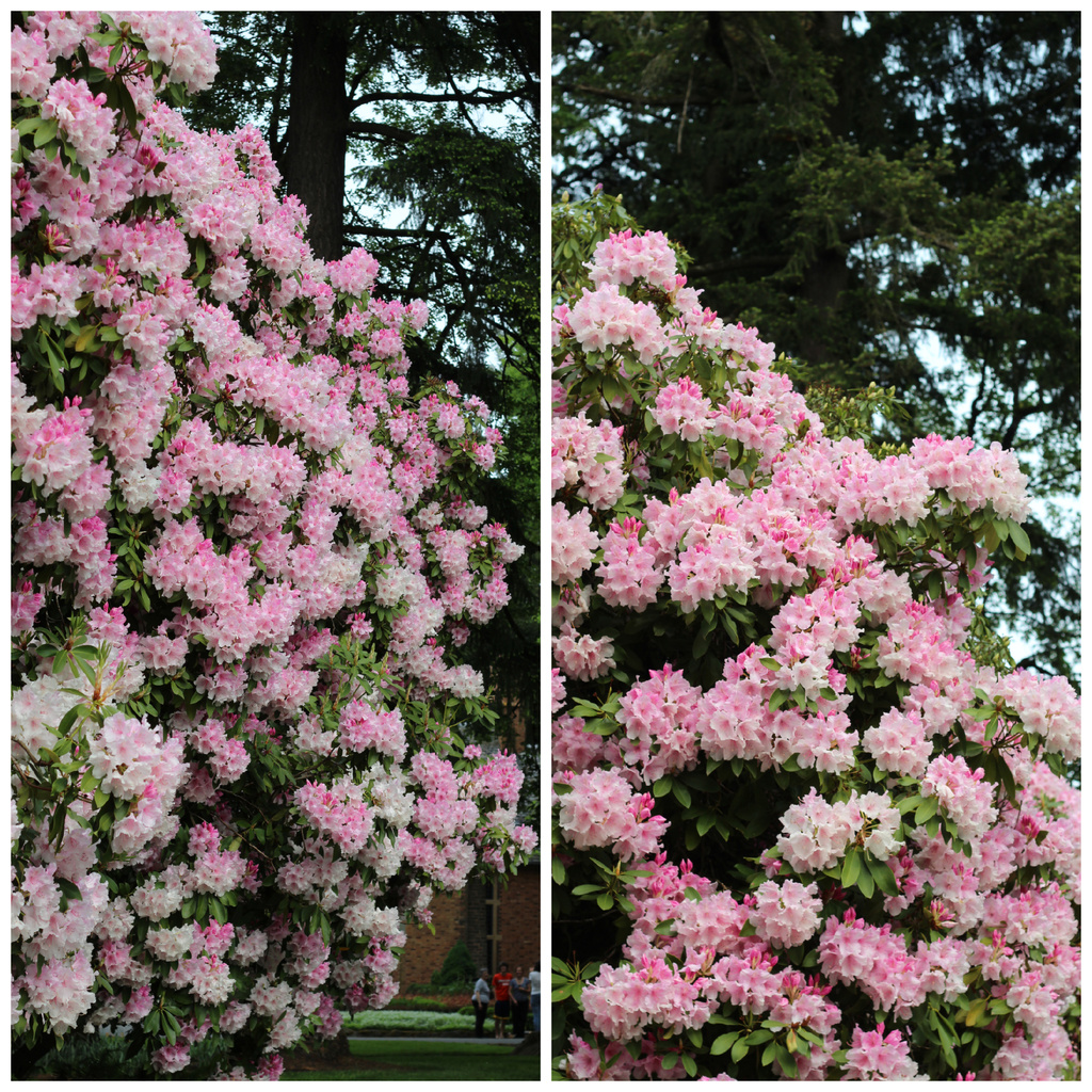 rhododendrons by aecasey
