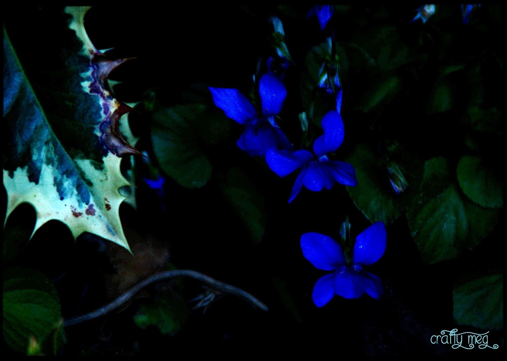 Luminous Violets by craftymeg