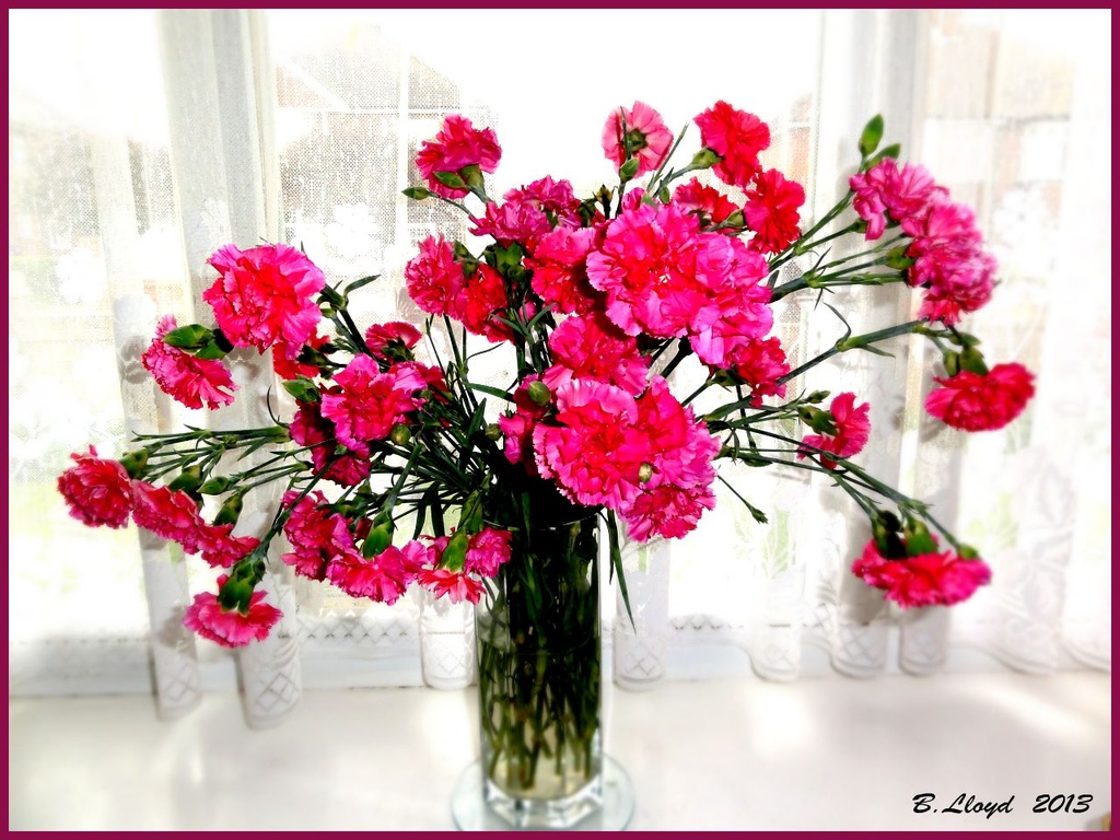 Carnations by beryl