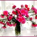 Carnations by beryl