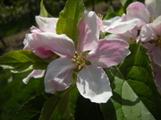 16th May 2013 - Apple blossom