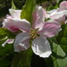 Apple blossom by pyrrhula