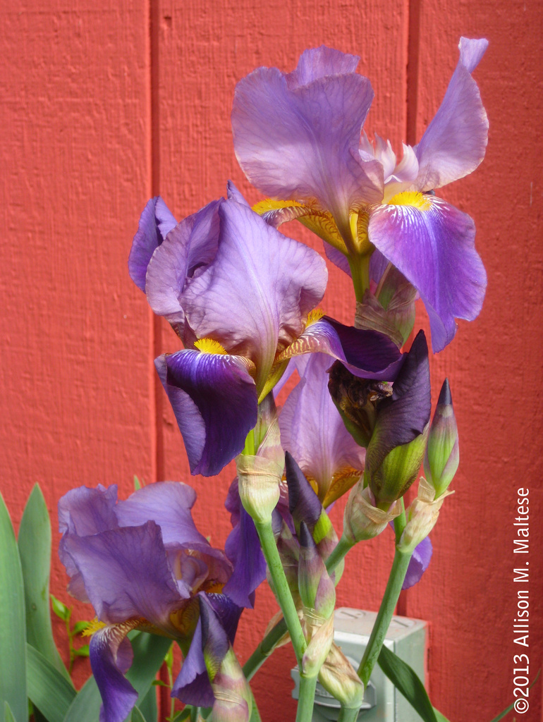 Irises by falcon11