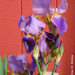 Irises by falcon11