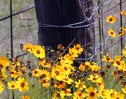 14th May 2013 - Yellow Wildflowers and Fencepost