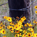 Yellow Wildflowers and Fencepost by grannysue