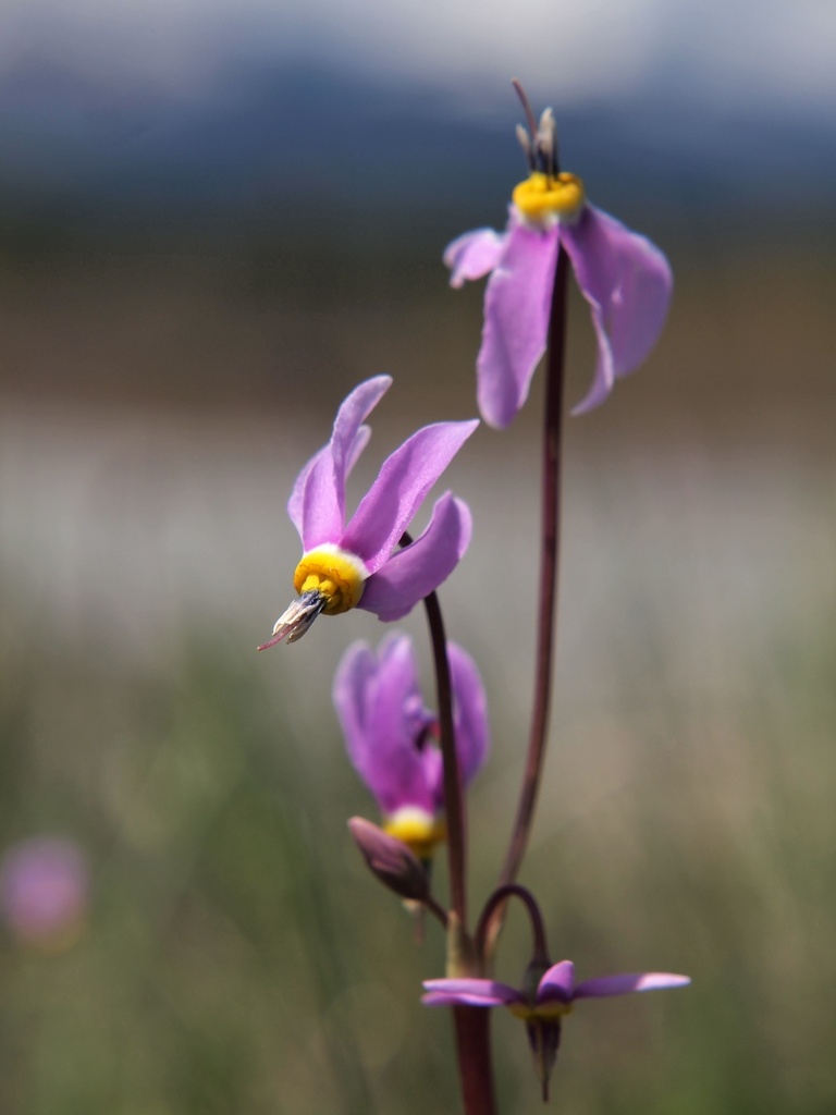 Pretty Shooting Star by peterdegraaff