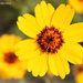 Yellow Wildflower by grannysue
