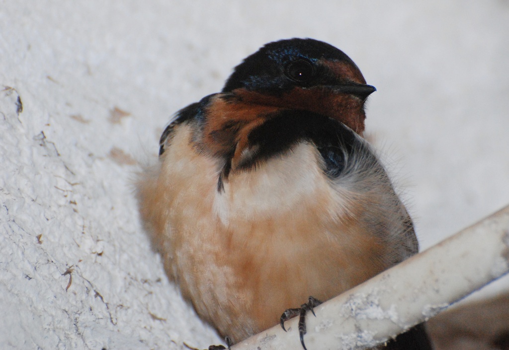 Swallows are back by farmreporter
