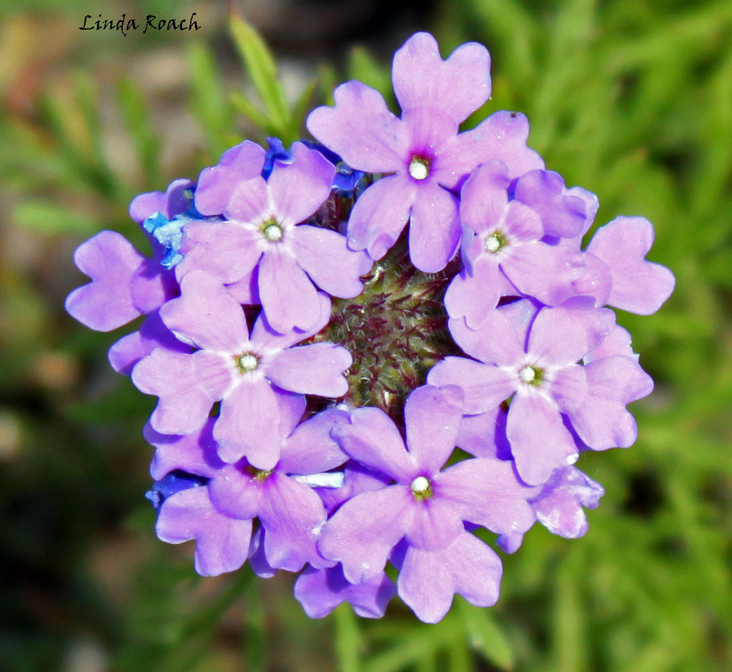 Purple Flower by grannysue