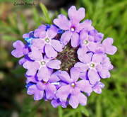 16th May 2013 - Purple Flower