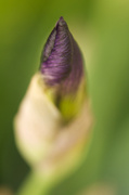 16th May 2013 - Iris-To-Be