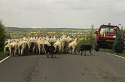 17th May 2013 - rural traffic II