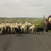 rural traffic II by jantan