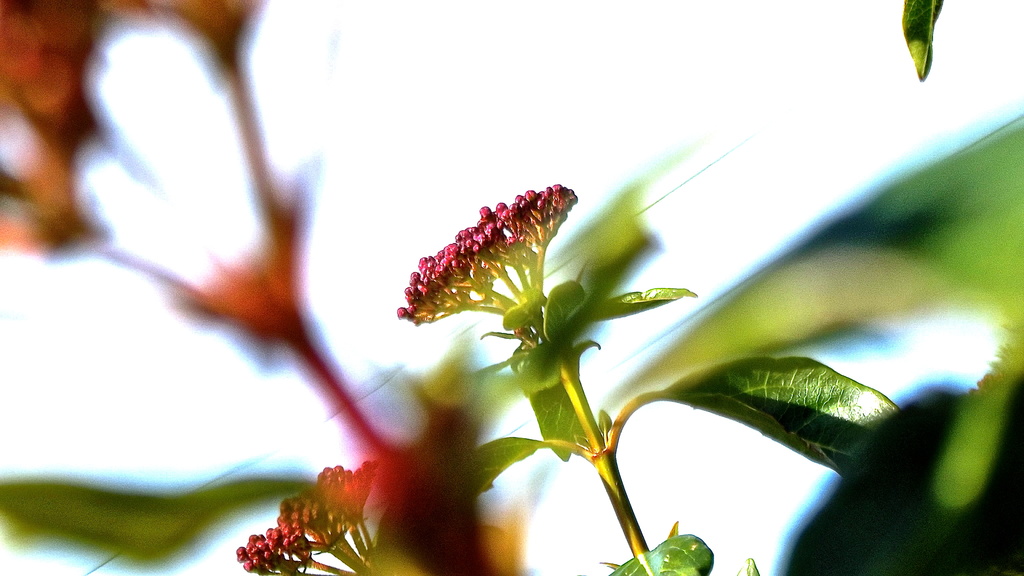 Simple bush flower by maggiemae