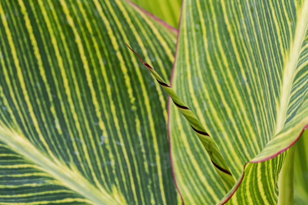 patterns in nature - stripey or stripy by jantan