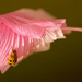 Ladybird, ladybird by bella_ss