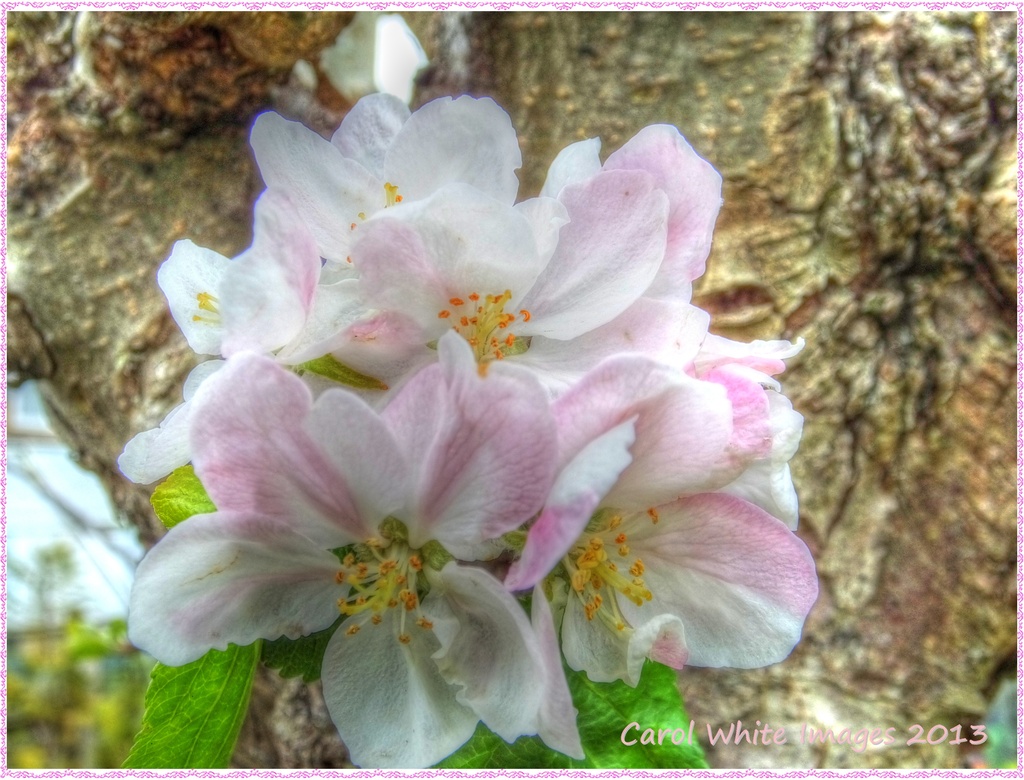 Apple Blossom by carolmw