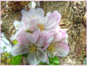17th May 2013 - Apple Blossom