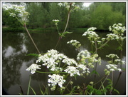 17th May 2013 - Cow parsley over the river