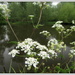 Cow parsley over the river by busylady